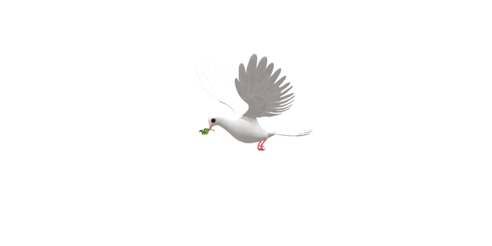 Peace Dove isolated on a Transparent Background png