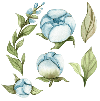Blue roses flower set png