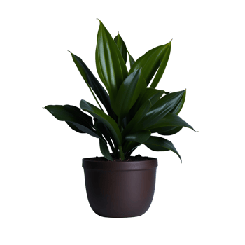 Potted plant isolated, potted plant on transparent background, Succulent plants , Indoor potted plants, Botanical cliparts, photography potted plant png