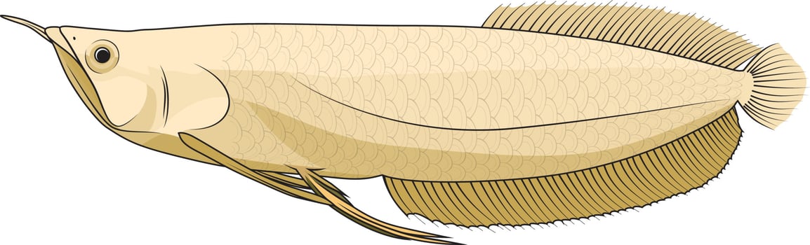 Silver Arowana fish vector illustration Osteoglossum bicirrhosum predator fish vector image