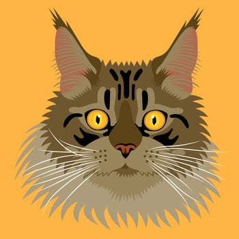 Maine coon flat portrait illustration vector