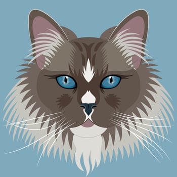 Ragdoll flat portrait illustration vector