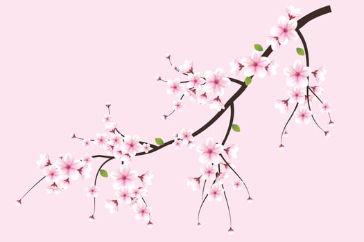 Realistic blooming cherry flowers and petals illustration,cherry blossom vector. pink sakura flower background. cherry blossom flower blooming vector