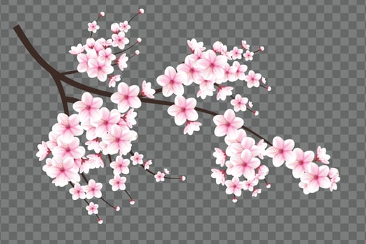Realistic blooming cherry flowers and petals illustration,cherry blossom vector. pink sakura flower background. cherry blossom flower blooming vector