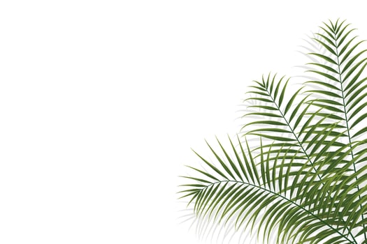 palm branch, coconut leaf, tropical plant vector