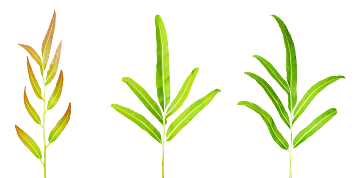 Leather fern leaf png