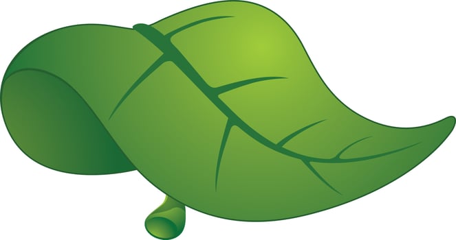 Creative green leaf icon. vector
