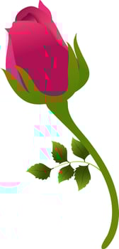 Beautiful red rose bud flower on white background. vector