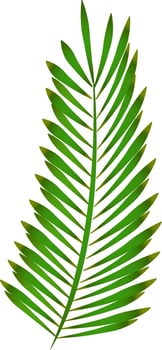 Vector illustration of tropical pine leaves.