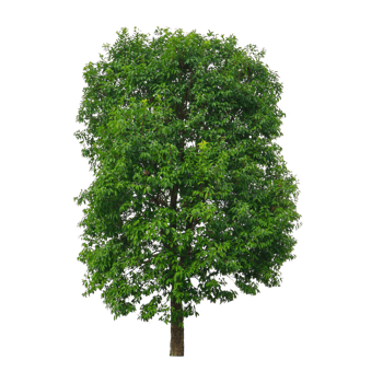 Trees on transparent background for illustration png