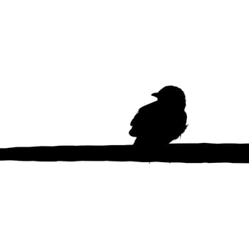 Silhouette of the Bird Perched on the Electrical Wire Base on my Photography. Vector Illustration