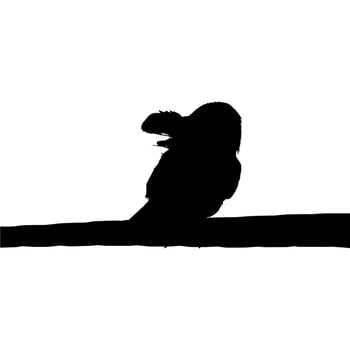 Silhouette of the Bird Perched on the Electrical Wire Base on my Photography. Vector Illustration