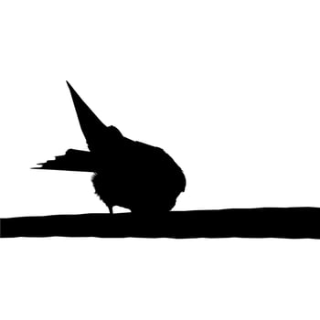 Silhouette of the Bird Perched on the Electrical Wire Base on my Photography. Vector Illustration