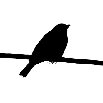 Silhouette of the Bird Perched on the Electrical Wire Base on my Photography. Vector Illustration