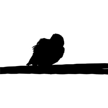 Silhouette of the Bird Perched on the Electrical Wire Base on my Photography. Vector Illustration