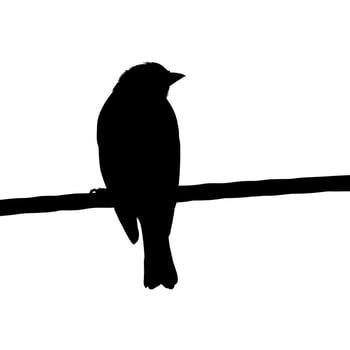 Silhouette of the Bird Perched on the Electrical Wire Base on my Photography. Vector Illustration