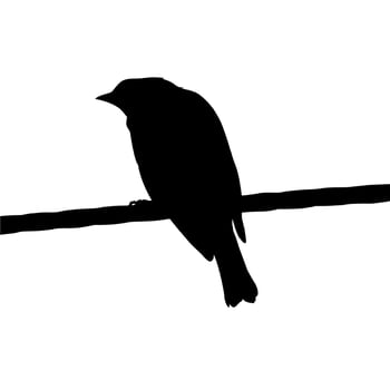 Silhouette of the Bird Perched on the Electrical Wire Base on my Photography. Vector Illustration
