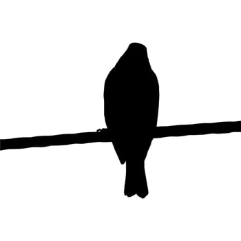 Silhouette of the Bird Perched on the Electrical Wire Base on my Photography. Vector Illustration