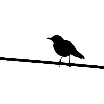 Silhouette of the Bird Perched on the Electrical Wire Base on my Photography. Vector Illustration