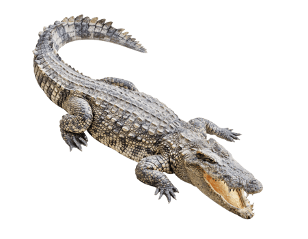 Siamese crocodile open mouth png