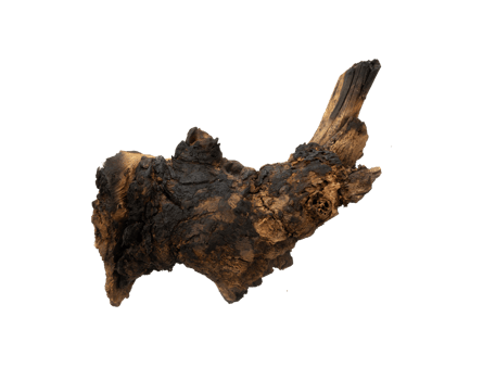 burning wood isolated. Aesthetic nature element png