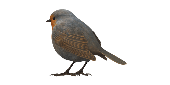 Robin Bird isolated on a Transparent Background png