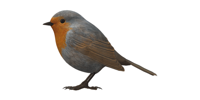 Robin Bird isolated on a Transparent Background png