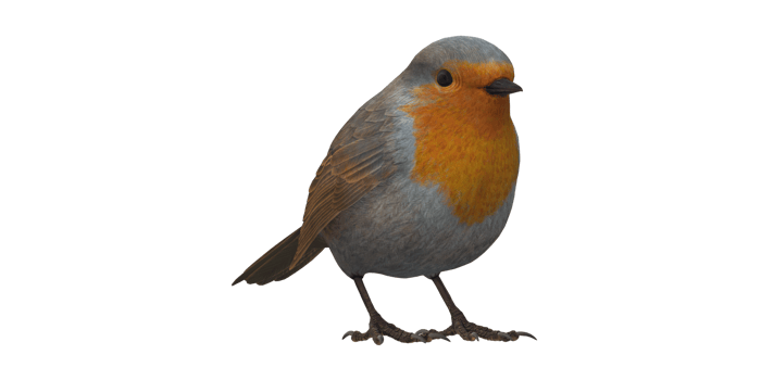 Robin Bird isolated on a Transparent Background png