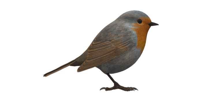 Robin Bird isolated on a Transparent Background png