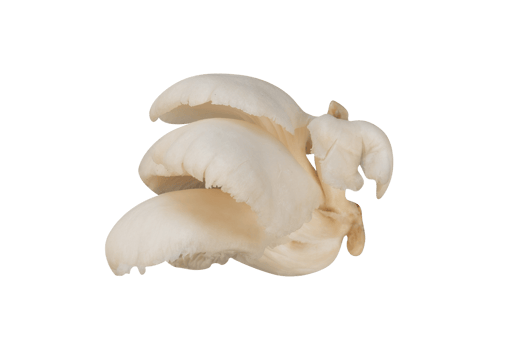 Whole Oyster mushroom isolated. Vegan food element png