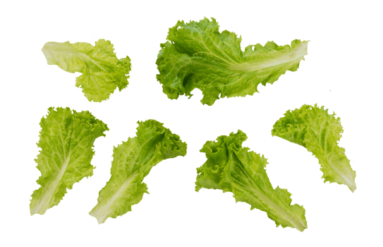 Set of fresh lettuce pattern. Collection of vegan food isolated png