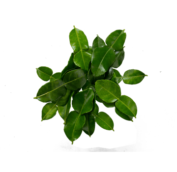 group of lime leaves isolated png