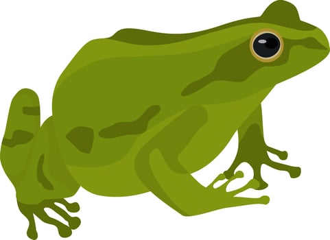 frog, toad, beautiful vector illustration, animal, amphibian