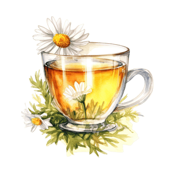 Watercolor chamomile tea. Illustration png