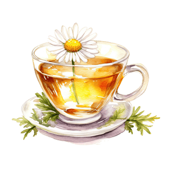 Watercolor chamomile tea. Illustration png