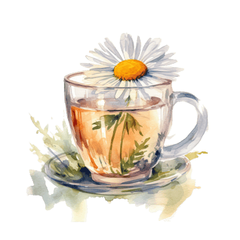 Watercolor chamomile tea. Illustration png