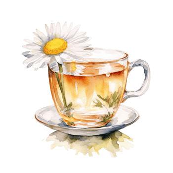 Watercolor chamomile tea. Illustration png
