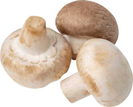 cremini mushroom cut out on transparent background. png