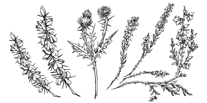 Ink hand drawn vector graphic sketch. Scotch broom, heather and thistle shrub plant branches with flowers and thorns, nature. Design for tourism, travel, brochure, wedding, guide, print, card, tattoo.