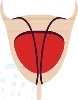 Human bladder icon in color style. vector
