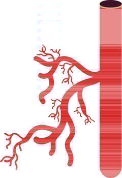 Blood vessel icon in color for human body. vector