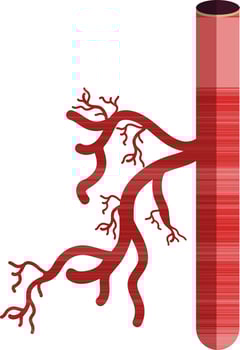 Blood vessel icon in half shadow for human body. vector