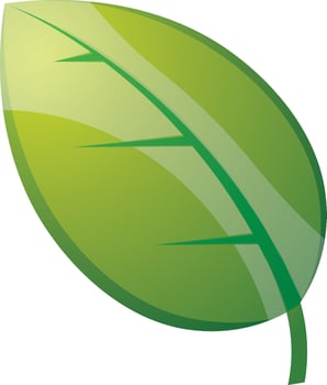 Shiny green leaf on white background. vector