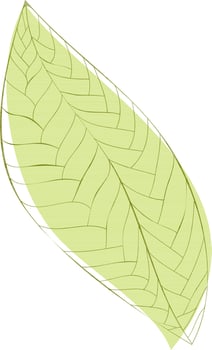 Illustration of green textured leaf. vector