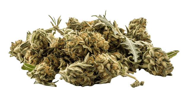 Dried Marijuana or Cannabis Buds on Transparent Background. Therapeutic and Medicinal Weed, . png