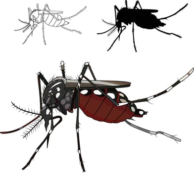 Mosquito sting sucking blood vector image