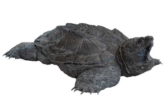 Maritime steel statue - ocean turtle isolated PNG photo with transparent background.