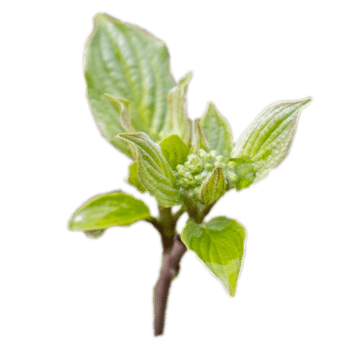 Close up twig with young leaves and rain drops concept photo. Young branches, stems in springtime. png