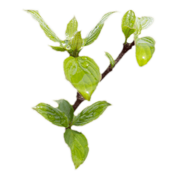 Close up twig with young leaves and rain drops concept photo. Young branches, stems in springtime. png