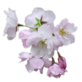 Close up spring pink flower with rain drops concept photo. png